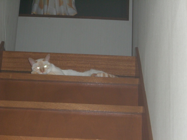 �ɂ�񂱂̂Ԃ₫