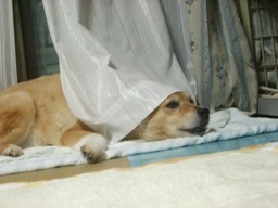 �ɂ�񂱂̂Ԃ₫