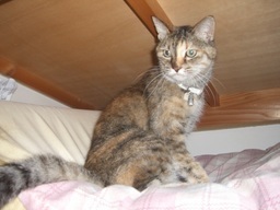 �ɂ�񂱂̂Ԃ₫