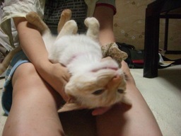 �ɂ�񂱂̂Ԃ₫