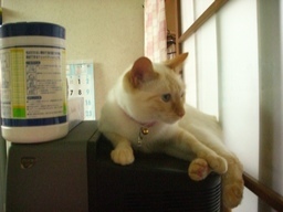 �ɂ�񂱂̂Ԃ₫