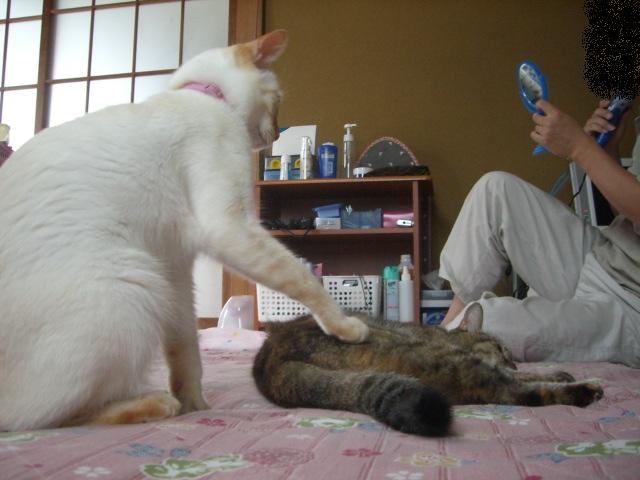 �ɂ�񂱂̂Ԃ₫