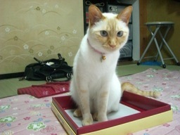 �ɂ�񂱂̂Ԃ₫