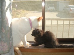 �ɂ�񂱂̂Ԃ₫