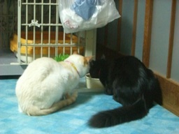 �ɂ�񂱂̂Ԃ₫