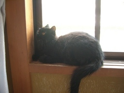 �ɂ�񂱂̂Ԃ₫