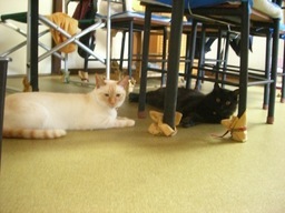 �ɂ�񂱂̂Ԃ₫