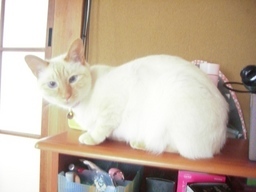 �ɂ�񂱂̂Ԃ₫