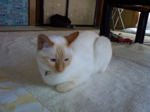 �ɂ�񂱂̂Ԃ₫